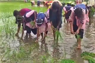 Students Practical Activities In Paddy Fields