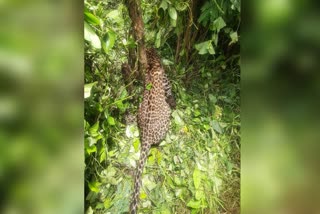 Leopard died in farm after getting caught in a wild animal hunt