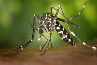 As temperatures rise, mosquitoes are also on move; Scienists worry that could mean more malaria