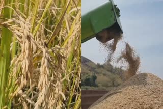 paddy cultivation