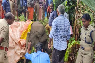 Elephant died of shock in Attapadi  കാട്ടാന  അട്ടപ്പാടിയിൽ കാട്ടന ഷോക്കേറ്റ് ചരിഞ്ഞു  കാട്ടന ചരിഞ്ഞു  Elephant dies due to electrocution in Attapadi  വനം വകുപ്പ്  Forest Department  Wild Elephant