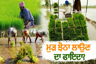 The Agriculture Department has given instructions on how to plant paddy after the flood