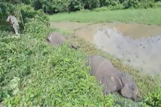 The bodies of two wild elephants, including a female, were found under mysterious circumstances at the foothills in the Kuhiartali area of Kandali in Assam’s Nagaon district. Locals found the bodies of two elephants on Friday morning in the area. Immediately, they informed the officials of the forest department. In turn, they arrived and are investigating the circumstances that led to the deaths of pachyderms.