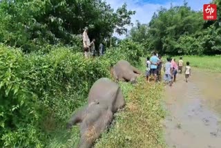 Wild elephant found dead