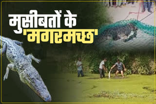 danger of crocodiles