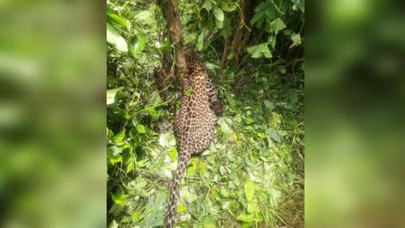 Leopard died in farm after getting caught in a wild animal hunt