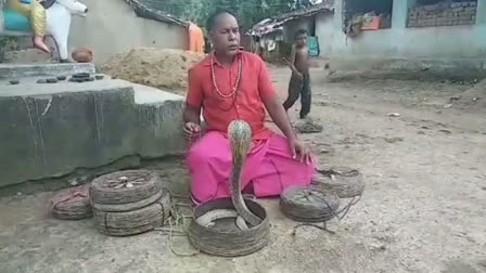 'No snakes, no marriage': This Chhattisgarh tribe offers serpents as dowry