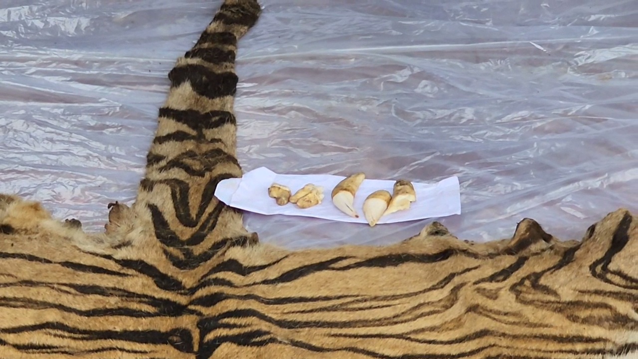 Tiger skin Smugglers Arrested