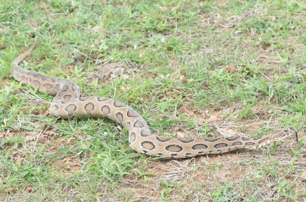 ಸರ್ವೇ ವೇಳೆ ಕಂಡುಬಂದ ಹುಬ್ಬಾವು