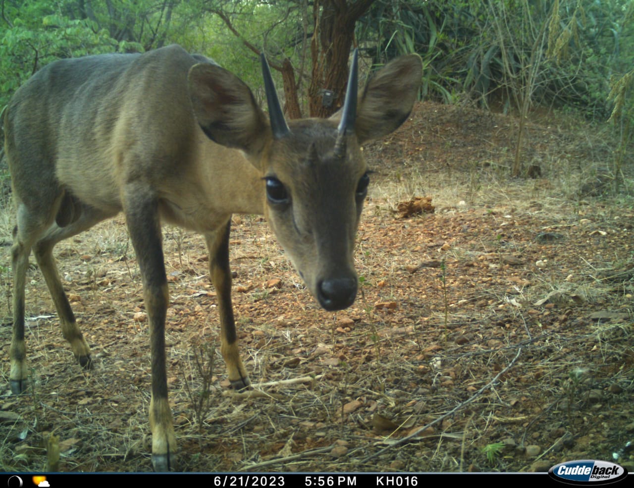 ನಾಲ್ಕು ಕೊಂಬಿನ ಹುಲ್ಲೆ