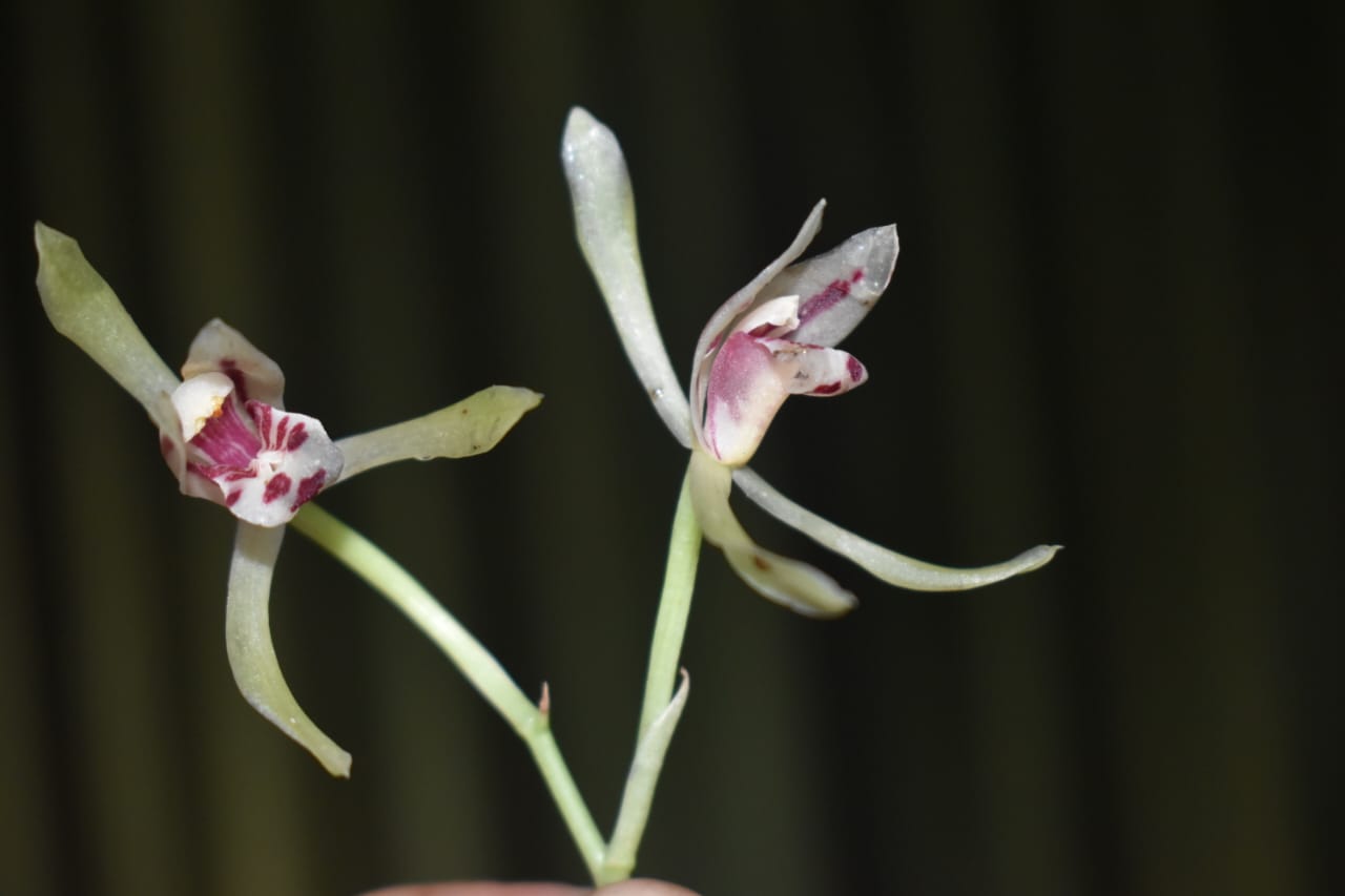 Cymbidium Lancifolium Flower