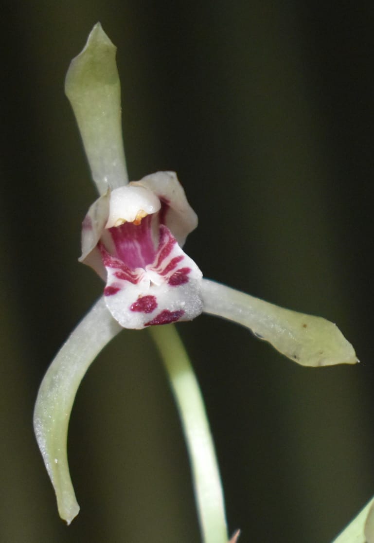 Cymbidium Lancifolium Flower