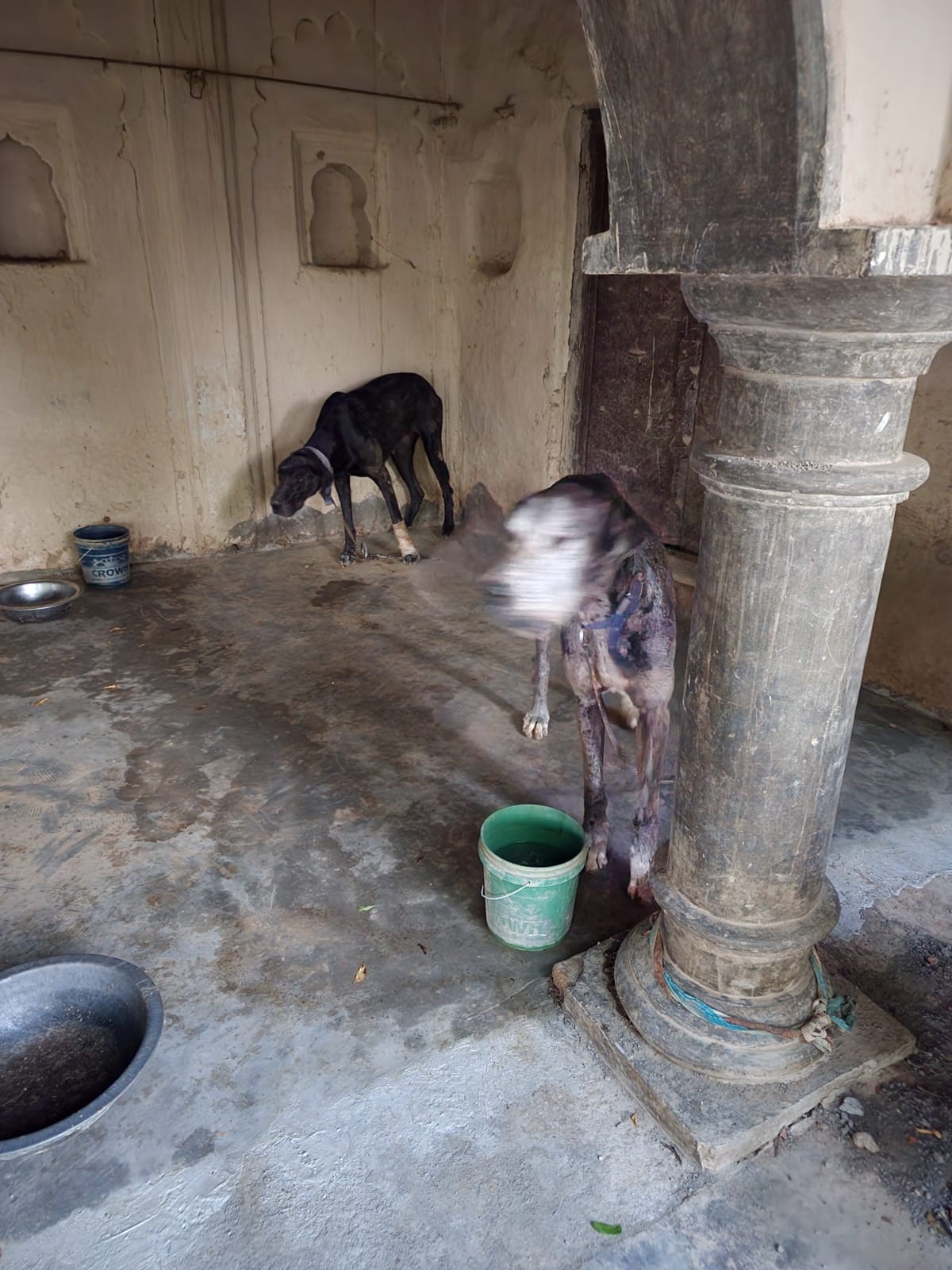 कुत्ते को बेचने का आरोप