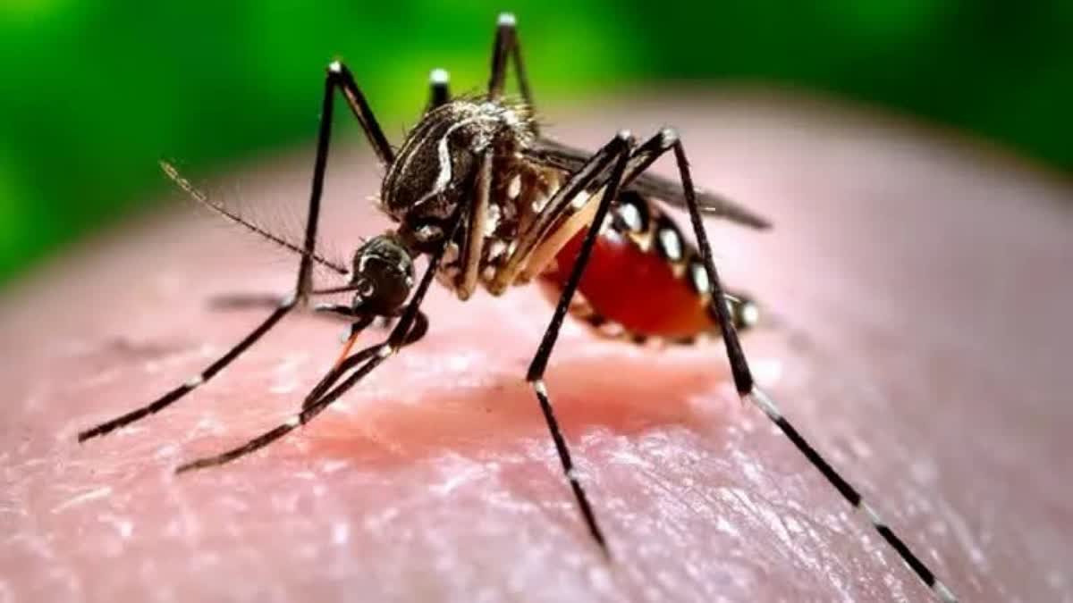 dengue