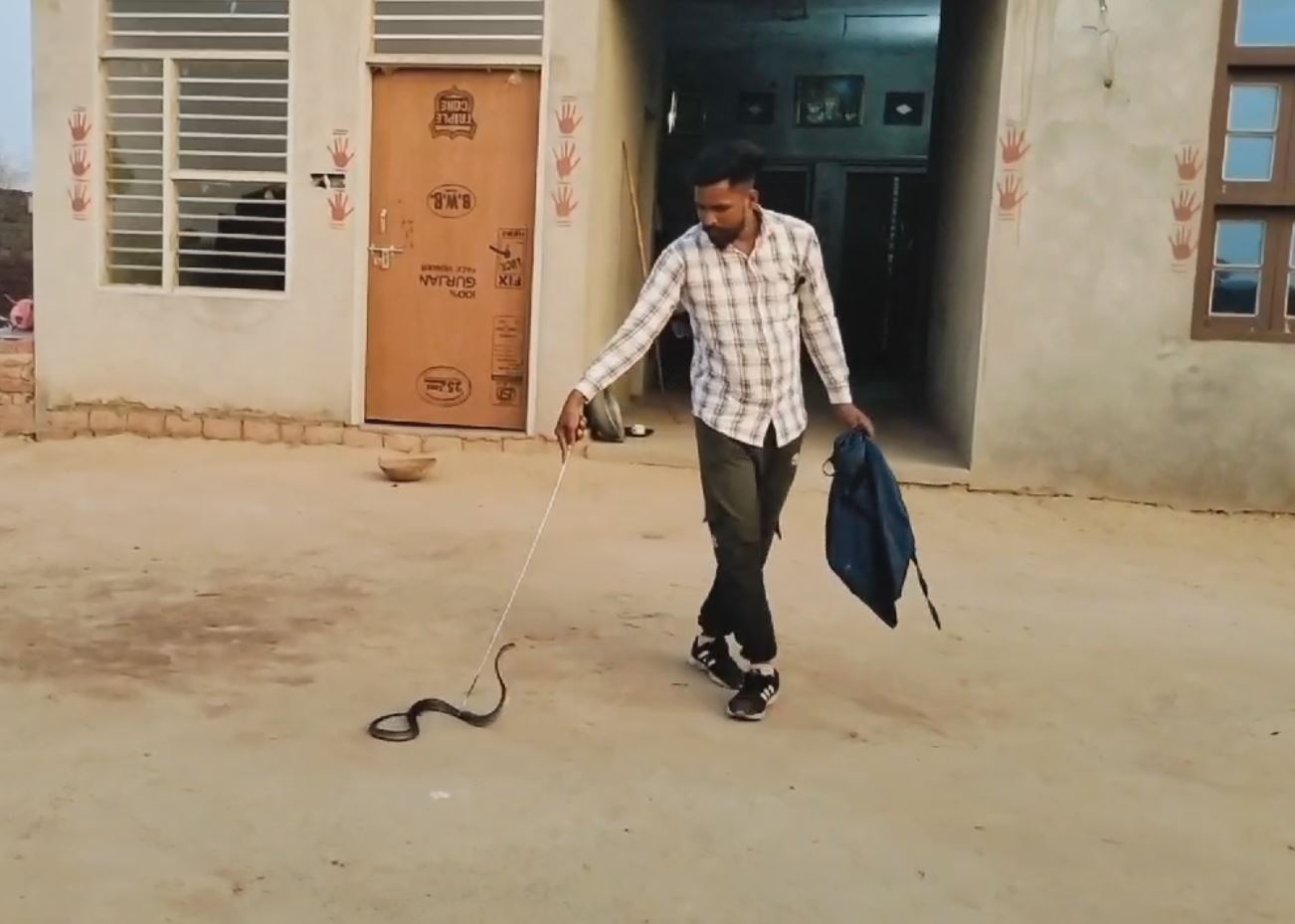 Cobra entered the house in Fatehabad Haryana Video Surfaced rescued and released into the forest