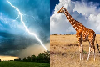 THUNDER LIGHTNING EFFECT GIRAFFES  THUNDER STORM EFFECT ANIMALS  THUNDER LIGHTNING EFFECT  HEAVY RAIN