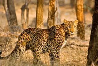 BURHANPUR LEOPARD HEALTH IMPROVE