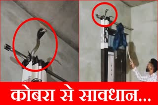 Cobra entered the house in Fatehabad Haryana Video Surfaced rescued and released into the forest