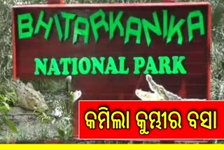 CROCODILE NEST COUNTING ENDS IN BHITARKANIKA NATIONAL PARK