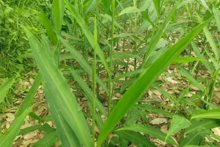 Cash Crop Producing In Jaunsar Bawar