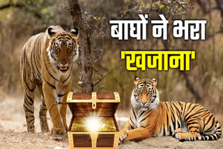 Tiger Population Madhya Pradesh