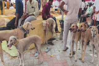 கன்னி நாய் திருவிழா புகைப்படம்