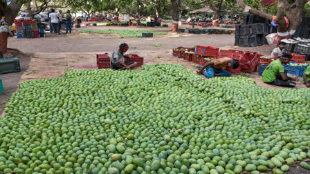 National Mango Day - Celebrating The 'King Of Fruits'