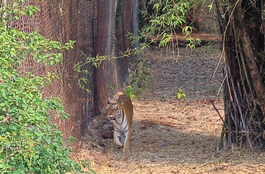 Madhya Pradesh Tiger State