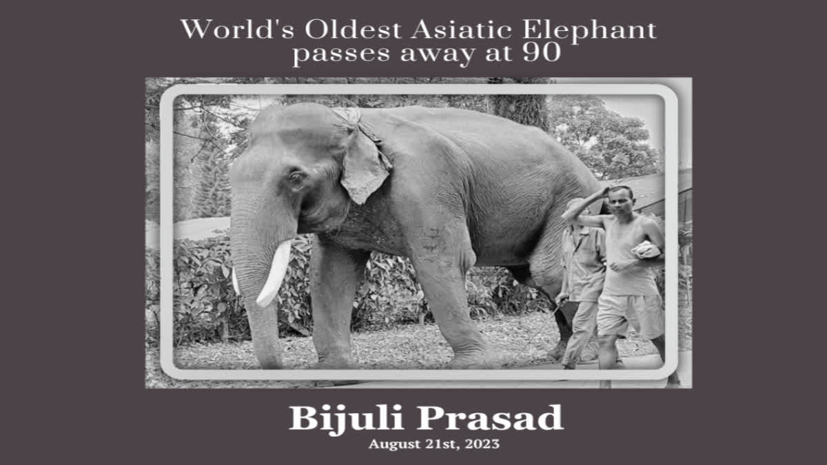 World's oldest Asiatic Elephant 'Bijuli Prasad' passes away at 90