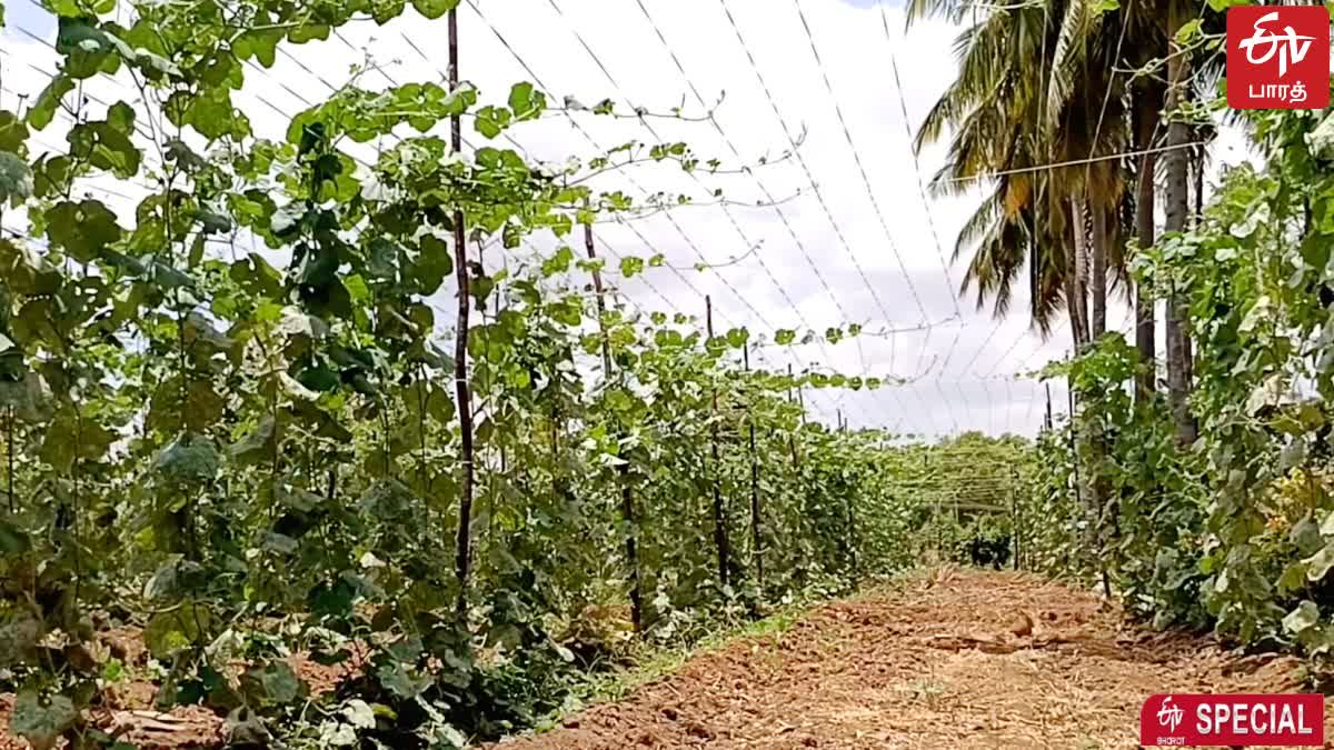 in tenkasi Farmers are in agony as ridge gourd crops are drying up without water