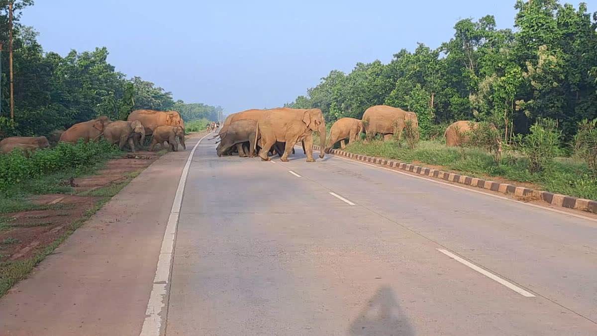 Elephants