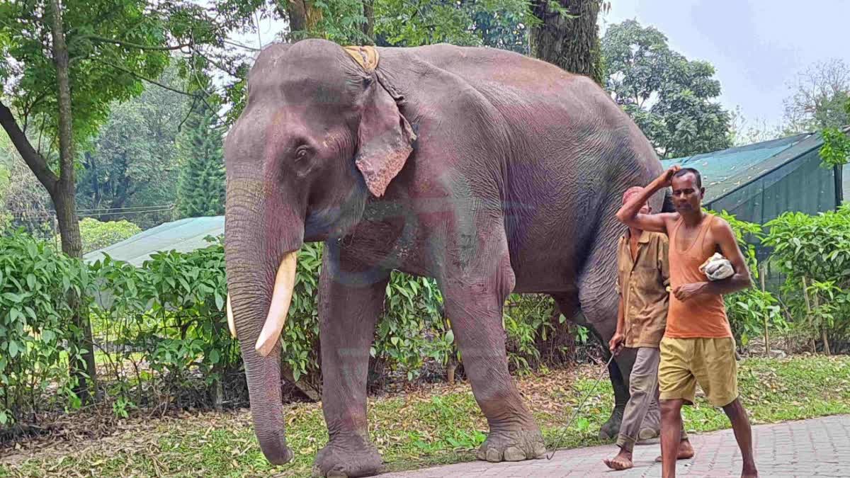 Worlds Oldest Asiatic Elephant is no more