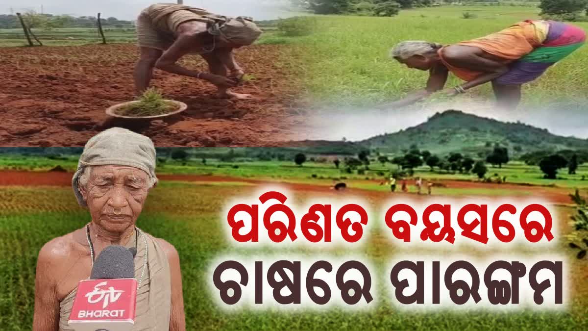 ପରିଣତ ବୟସରେ ବି ଚାଷ କାମରେ ଧୁରନ୍ଦର