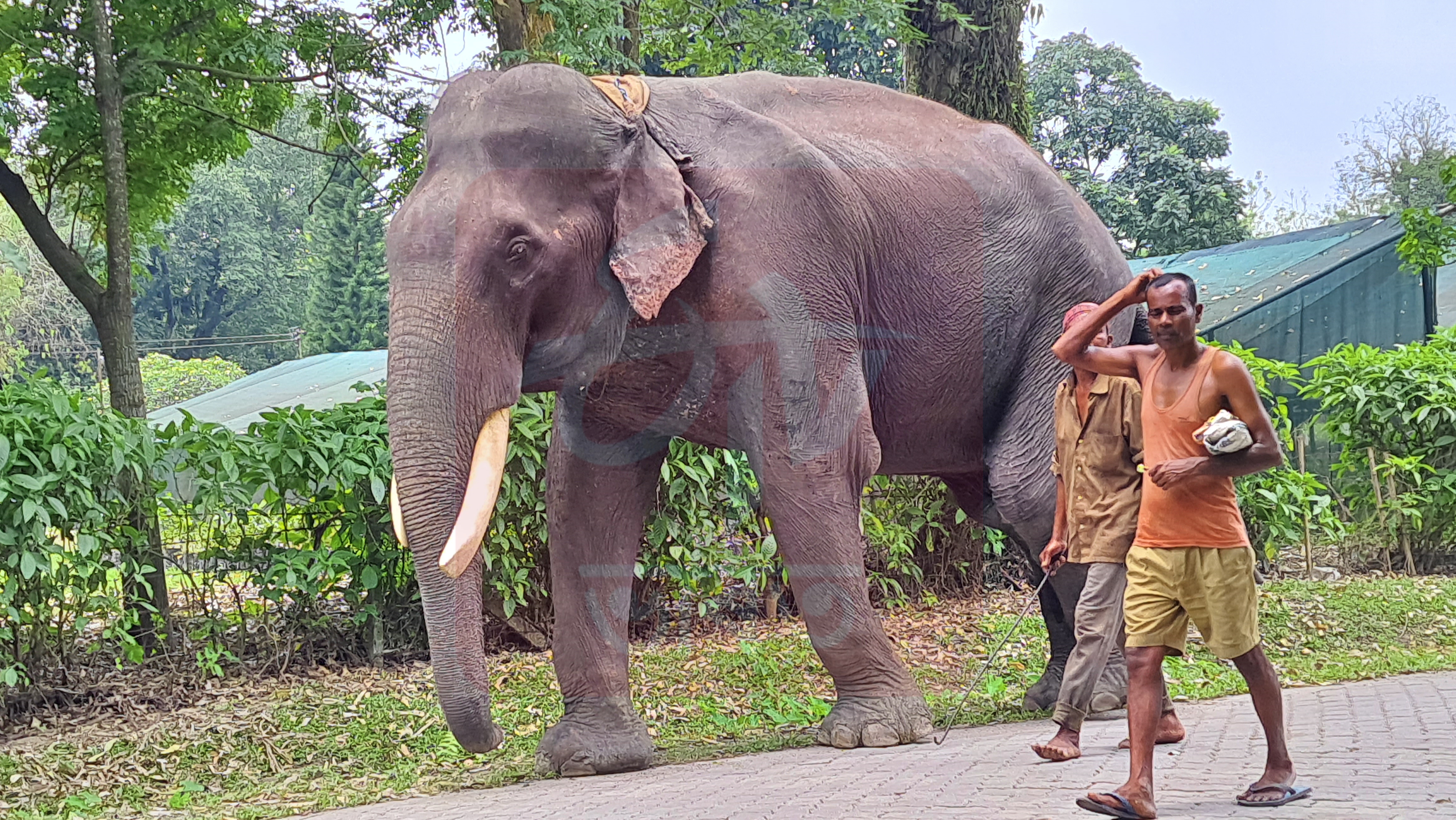 World's Oldest Asiatic Elephant Bijuli Prasad