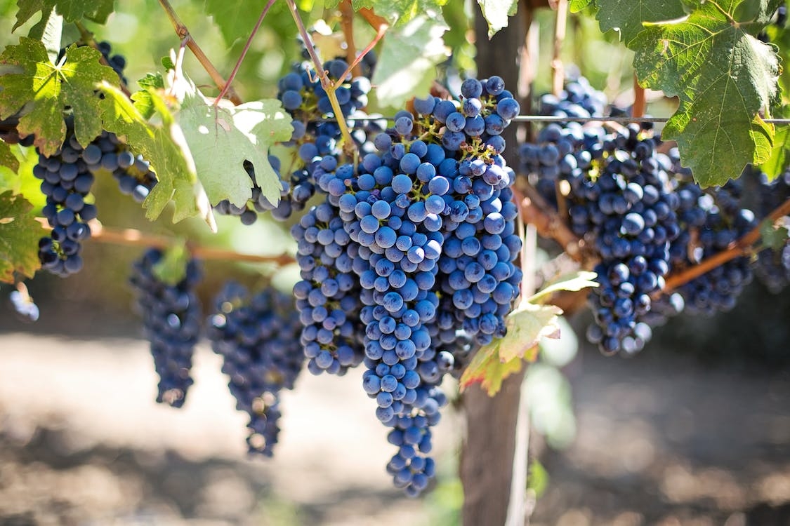 Grapes provide relief from these 5 diseases