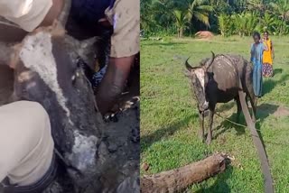 Cow stuck in mud Kottayam  rescued by fire and rescue team  fire and rescue team  Cow stuck in mud  ഫയർഫോഴ്‌സ് സംഘം  വൈക്കം  പശു ചെളിയില്‍ കുടുങ്ങി  തോട്ടില്‍ വീണ പശുവിനെ രക്ഷിച്ചു