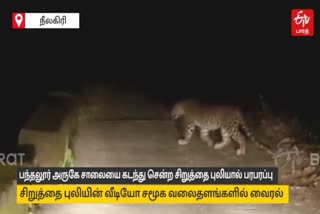 பந்தலூர் அருகே சாலையை கடந்து சென்ற சிறுத்தை புலியால் பரபரப்பு