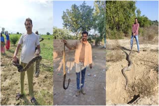 13 varieties of snake found in Keoladeo national park bharatpur