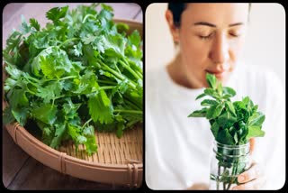 Coriander Leaves Benefits