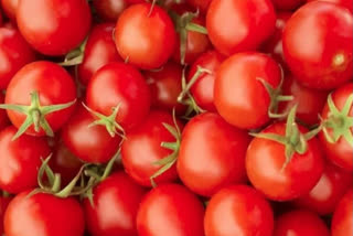 indian-government-importing-tomatoes-from-nepal-in-up-tomatoes-will-sell-rs-50