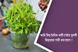 What happens if you drink tulsi water everyday?