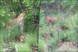 leopard-attacks-on-a-bike-rider-in-vijayanagar