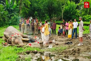 உலகின் மிகப்பழமையான ஆசிய யானை பிஜூலி பிரசாத் இன்று காலை மரணமடைந்தது