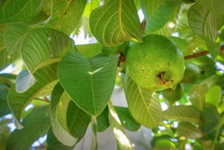 Guava Leaves for Health News