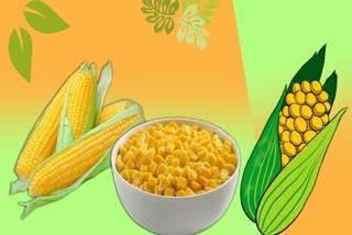 Corn for Health News