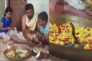 snake-rescuer-did-pooja-for-cobra-in-shirasi