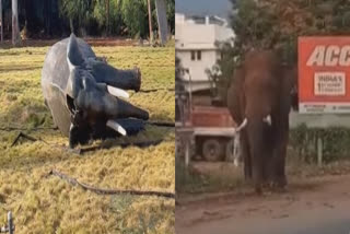 baahubali-elephant-fought-with-the-toy-elephant