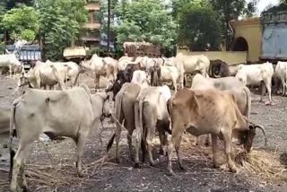 police-seized-53-cattle-action-against-cow-smugglers-in-pakur