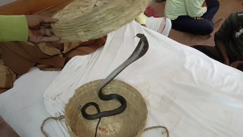 Snake charmers Arrest in jabalpur