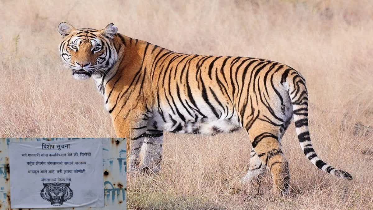 Tiger terror in Chirodi Malkhed